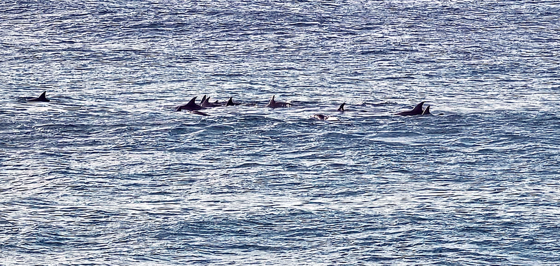 Passing dolphins viewed from the terrace at Cracker Bay