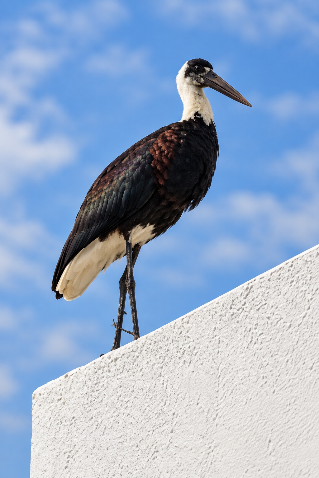 A woolly-necked stork perched above a white wall against the blue sky
