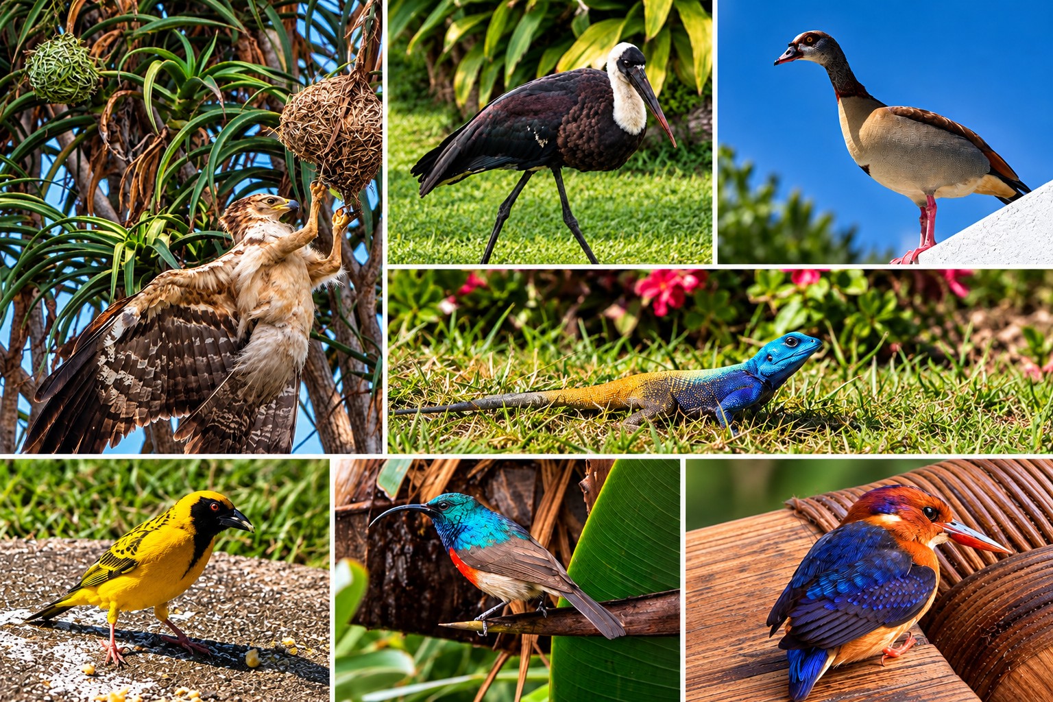 A collection of birds and a colourful lizard photographed at Cracker Bay